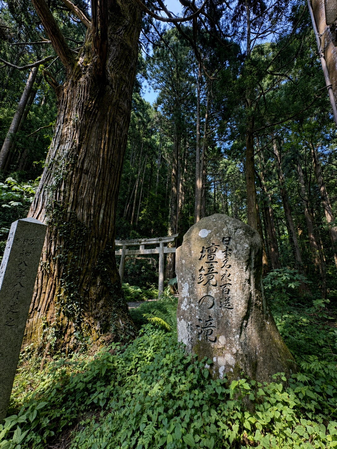 日本名水百選・壇鏡の滝へ続く森（隠岐の島町）