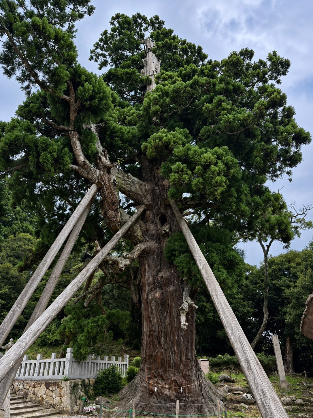 玉若酢命神社の八百杉（隠岐の島町）